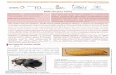 Mały chrząszcz ulowy - Państwowy Instytut Weterynaryjny ... · Prawo UE zakazuje importu pakietów pszczół lub rodzin pszczelich z krajów trzecich ... Dopuszcza się import
