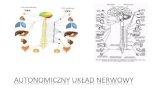 Autonomiczny układ nerwowy - pathology.wum.edu.pl · Układ Nerwowy Obwodowy Układ Nerwowy Za: T. Cecot AUN Organizacja Układu Nerwowego. DROGA EFERENTNA W AUN dwuneuronowa zwój