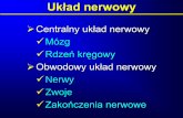 Bez tytułu slajdu - Pomorski Uniwersytet Medyczny · Układ nerwowy Centralny układ nerwowy Mózg Rdzeń kręgowy Obwodowy układ nerwowy Nerwy Zwoje Zakończenia nerwowe
