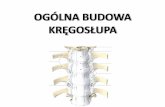OGÓLNA UDOWA KRĘGOSŁUPA - michalficon.pl · kostno –mięśniowego kręgosłupa do utrzymywania w równowadze uniesionej pionowo głowy, ... stabilizacja odcinka lędźwiowego,