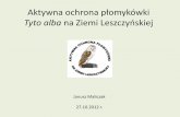 Aktywna ochrona płomykówki - otop.org.plotop.org.pl/uploads/media/grupy_lokalne/aktywna_ochrona_płomyk... · - w latach 90. na terenie Ziemi Leszczyńskiej pan ezary rodziak zamontował