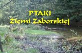 PTAKI Ziemi Zaborskiej - s0dcbfcf873756c3f.jimcontent.com · •Wszystkie gatunki ptaków występujące na Ziemi Zaborskiej, z wyjątkiem kilku gatunków łownych, objęte są w Polsce
