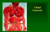 Tkanka mięśniowa Naczynia krwionośne i serce - pum.edu.pl · Układ bodżco-przewodzący węzeł zatokowo- przedsionkowy szlaki międzywęzłowe węzeł przedsionkowo- komorowy