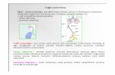 Układ oddechowy 12 13 [tryb zgodności] - pum.edu.pl · üMają zdolność do ruchu üMogą proliferować (tylko kilka podziałów) üPo fagocytozie opuszczają światło pęcherzyka