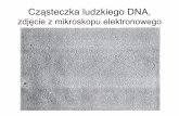 Cząsteczka ludzkiego DNA, - icppc.plicppc.pl/antygmo/.../2012/09/mieczyslaw_chorozy_senat_prezentacja.pdf · GMO i aspekty polityczne • USA groźba użycia WTO dla złagodzenia