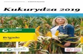 W GRUNCIE NAJLEPSZE Kukurydza 2019 - saatbau.com · Manager Produktu SAATBAU POLSKA CASANDRO to odmiana średniowczesna, zarejestrowana w Polsce w 2017 roku. W ciągu trzech lat badań