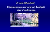 Etiopatogeneza rozwojowej dysplazji stawu biodrowego · Obrazowanie - USG • R. Graf (1980) bad. USG statyczne w czasie rzeczywistym Nowa era w diagnostyce DDH w Europie • T. Harcka
