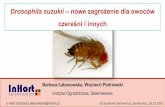 Drosophila suzukii nowe zagrożenie dla owoców czereśni i ... · Barbara Łabanowska, Wojciech Piotrowski Instytut Ogrodnictwa, Skierniewice Drosophila suzukii – nowe zagrożenie