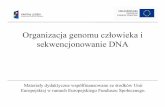 Organizacja genomu człowieka - chemiabioorganiczna.polsl.pl · Ludzki genom w liczbach Cecha Liczba Długość DNA 3,2 x 10 9par zasad Liczba genów ok. 25 000 Najdłuższy gen 2,4