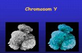 Chromosom Y - jkpiechota.pljkpiechota.pl/PDFmarkery/wyklad5-pdf.pdf · chromosom Y o skróconym ramieniu długim - region ten może występować u kobiet (1 na 3000 badanych) •