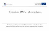 Struktura DNA i chromatyny.Struktura włókna chromatynowego w powiększeniu. „Koraliki” to tzw. nukleosomy zbudowane ze rdzenia, który tworzą zasadowe białka zwane histonami
