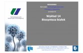 Wykład)14) Biosynteza)białek · 2017-12-21 · WYDZIAŁ NAUK O ŻYWNOŚCI I RYBACTWA CENTRUM BIOIMMOBILIZACJI I INNOWACYJNYCH MATERIAŁÓW OPAKOWANIOWYCH BIOCHEMIA Kierunek: TechnologiaŻywności))