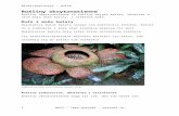 Blomsterplanter¥klig... · Web viewRafflesia arnoldii, Foto; Antoine Hubert, Flickr Rośliny jednoroczne, dwuletnie i wieloletnie Rośliny okrytonasienne mogą żyć rok, dwa lub