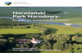 Narwiański Park NarodowyNarwiański Park Narodowy Białystok – Kurowo 2016 Narwiański Park Narodowy Kurowo 10, 18–204 Kobylin Borzymy tel. +48 85 7181417 e-mail: npn@npn.pl Wydawca: