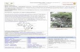 Fiche présentation arbre Dalbergia monticola (°) Statut ...benjamin.lisan.free.fr/projetsreforestation/Fiche... · axillaires, ± de la longueur des feuilles, pouvant former des