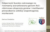 Odporność buraka cukrowego na rizomanię warunkowana genem …zakopane2019.ihar.edu.pl/DATA/DG Rz1 prezentacja.pdf · 2019-02-26 · Odporność buraka cukrowego na rizomanię warunkowana