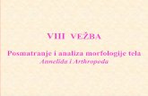 Annelidai Arthropodabiologija.vet.bg.ac.rs/Katedra/Zoologija/4_vezba_2019.pdf · 1. Tiflozolis, 2. Parietalni peritoneum, 3. Crevo, 4.Hloragogeno tkivo, 5. Metanefridija, 6. Ventralni