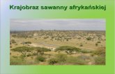 Krajobraz sawanny afrykańskiej · Niektóre przystosowania organizmów do zmiennych warunków środowiska sawanny: 1. Drzewa i krzewy okresowo zrzucają liście, by ograniczyć parowanie