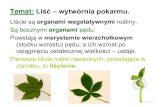 Temat: Liść – wytwórnia pokarmu.parafia-dziwiszow.eu/biologia/klI/Biologia.Lisc... · 2016-05-11 · Temat: Liść – wytwórnia pokarmu. Liście są organami wegetatywnymi
