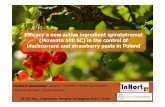 Efficacy a new active ingredient spirotetramat (Movento ... · Blackcurrant leaf midge – Dasineura tetensicontrol on blackcurrant Spirotetramat used onceafter bloom gave good control
