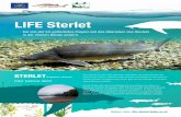 Ein von der EU gefördertes Projekt soll das Überleben des Sterlets …life-sterlet.boku.ac.at/files/opensauce/img/Bilder/... · 2016-06-30 · toner Artenschutz-Übereinkommen geschützt.
