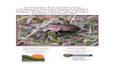 Estudio faunístico de los Carabidae (Insecta, Coleoptera) de la … · 2016-06-24 · conocimiento detallado de su fauna y su flora. En el caso de la Reserva de la Biosfera de Urdaibai