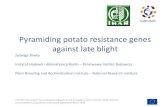 Pyramiding potato resistance genes against late blight · Pyramiding potato resistance genes against late blight Jadwiga Śliwka. Instytut Hodowli i Aklimatyzacji Roślin – Państwowy