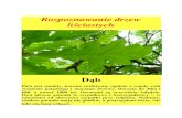 Rozpoznawanie drzew liściastych - EduPagezszabiele.edupage.org/files/Rozpoznawanie_drzew_lisciastych.pdf · Rozpoznawanie drzew li ściastych Dąb Pie ń jest smukły, korona rozło