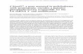 C16orf57, a gene mutated in poikiloderma U6 snRNA 39 end …genesdev.cshlp.org/content/26/17/1911.full.pdf · 2012-08-27 · C16orf57, a gene mutated in poikiloderma with neutropenia,