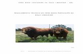 Limousin · 2013-10-25 · H ERD BOOK PORTUGUÊS DA RAÇA LIMOUSIN E - HBL A. C .L ... O Herd-Book Limousine – HBL, tem por finalidade assegurar a pureza da Raça Bovina Limousine,