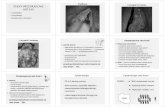 Papillomas Laryngeal Carcinoma STANY PRZEDRAKOWE KRTANI · 2013-10-01 · • Przednagłośniowa (Boyeta) ograniczona od przodu błon ątarczowo-gnykow ą, od tyłu nagłośni ąi