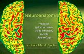 Neuroanatomia - Jagiellonian Universityzpf.psychologia.uj.edu.pl/biopsy/prezentacje/bmz1_cwicz...Neuroanatomia móżdżek jądra podstawy układ limbiczny spoidła płaty mózgu dr