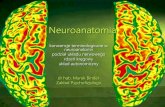 Neuroanatomia - Jagiellonian Universityzpf.psychologia.uj.edu.pl/...neuroanatomia_podzial... · Neuroanatomia konwencje terminologiczne w neuroanatomii podział układu nerwowego