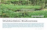 SELTENE VÖGEL IM TIEFLAND-URWALD: Waldwildnis Białowie a · 2017-04-03 · naturkundliche Informationen aus erster Hand. Das Gästehaus „Sioło Budy“ (www. siolobudy.pl) im
