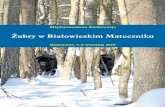 Żubry w Białowieskim Mateczniku · „Żubry w Białowieskim Mateczniku”, 5–6 września 2019 3 Streszczenia referatów Restoring the Carpathian ecosystem – reintroducing European