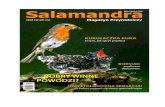 salamandra - Daniel Jablonski · ODKRYCIA I SALAMANDRA . Šrodkowa, zachodnie Chiny i pÓlnocno-zachodnie Indie. Poza tym w Europie wystçpuje on jeszcze doéé powszech- nie w zwartym