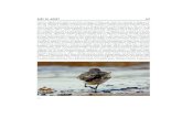 Jaki to ptak? 62 - Ornis Polonica · 2013-02-13 · Jaki to ptak? 62 Naszym zagadkowym ptakiem jest jakiś „siewkus”. Krótkie nogi i brak szyi wskazują na biegusaCa- lidrissp.