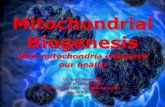 How mitochondria influence our health · Most experts recognize Warburg as the greatest biochemist of the 20th century. He received a Nobel Prize in 1931 for his discovery that cancer