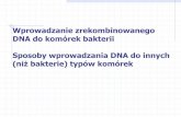 Prezentacja programu PowerPoint - UMCSserwisy.umcs.lublin.pl/andrzej.mazur/Inzynieria... · 2019-11-15 · Etap uzyskania plazmidu Ti zrekombinowanego z obcym fragmentem DNA przeprowadza