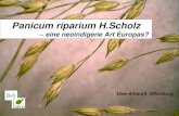 Panicum riparium H.Scholz - Flora · Feddes Repertorium 113 (2002) 3-4, 273-280 Panicum riparium H. SCHOLZ, sp. nova Differt a Panico capillari L. s.str. culmis humilibus diametro