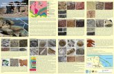 Skały i skamieniałości na plażach Nadmorskiego Parku … · 2018-07-04 · Skały i skamieniałości na plażach Nadmorskiego Parku Krajobrazowego Władysławowo Jastrzębia Góra