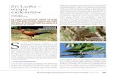 Sri Lanka – wyspa endemitów · Kwartalnik Ogólnopolskiego Towarzystwa Ochrony Ptaków Ptaki świata 37 fot. Piotr Gryz . zamieszkiwały suche tereny, ale przystosowały się do