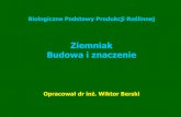Ziemniak Budowa i znaczeniematrix.ur.krakow.pl/~wberski/BPPR/05_Ziemniak.pdfZiemniak (Psianka ziemniak) - roślina jednoroczna, bylina z rodziny Psiankowatych (Solanaceae) jedna z