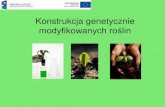 Konstrukcja genetycznie modyfikowanych roślin · 2010. 3. 15. · Rośliny transgeniczne, GMO - przykłady modyfikacji • Modyfikowana sałata produkująca szczepionkę na zapalenie