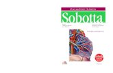 Sobotta - Edra Urban · Sobotta Pętla dydaktyczna Atlasu anatomii człowieka Sobotty Przegląd zawartości rozdziału Najważniejsze zagadnienia Odniesienie do zagadnień klinicznych