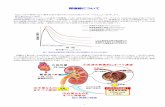 腎機能についてcms.softsync.jp/rinshoyakuri/blog/docs/10-7-2_20191114.pdf2019/11/14  · GFR（糸球体濾過量）推算式が用いられます1）。ただし通常、検