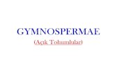 Gymnospermae 3. haftaMicrosoft PowerPoint - Gymnospermae_3._hafta.pptx Author MURAT Created Date 11/2/2016 9:35:37 AM ...