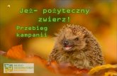 Jeż- pożyteczny zwierz!edycja1.mlodziobserwatorzy.edu.pl/images/ZieloneKampanie/... · 2017. 12. 19. · Chcemy zrobić jak najwięcej, aby kolejni ludzie dowiadywali się o, wielokrotnie