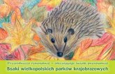 P ro i m w – ot a z ją eg iat p n w Ssaki wielkopolskich ...old.zpkww.pl/download/181.pdf · Wiewiórka Wiewiórka pospolita (Sciurus vulgaris) to jeden z najbardziej znanych i