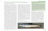 Prace poglądowe Podstawy hodowli ryb łososiowatych The basic … 2010_10 04.pdf · 2010. 10. 7. · Ryby łososiowate żyją w chłodnej, do-brze natlenionej wodzie. W warunkach